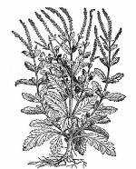 Drawing of Verbena Officinalis